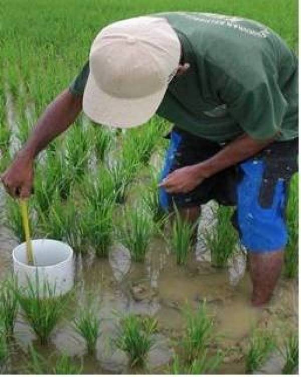 Hasil pertanian dengan pengairan dari irigasi