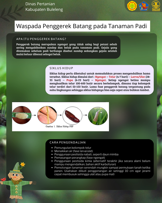 WASPADA PENGGEREK BATANG PADA TANAMAN PADI