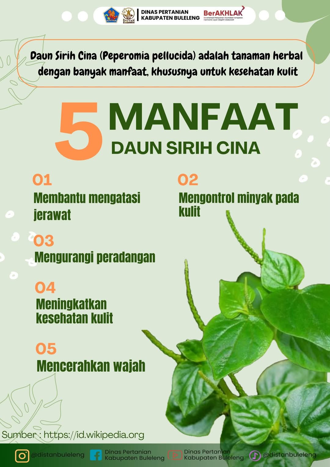 5 MANFAAT DAUN SIRIH CINA