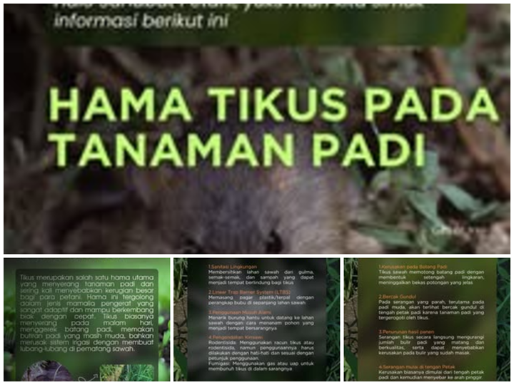 HAMA TIKUS PADA TANAMA PADI